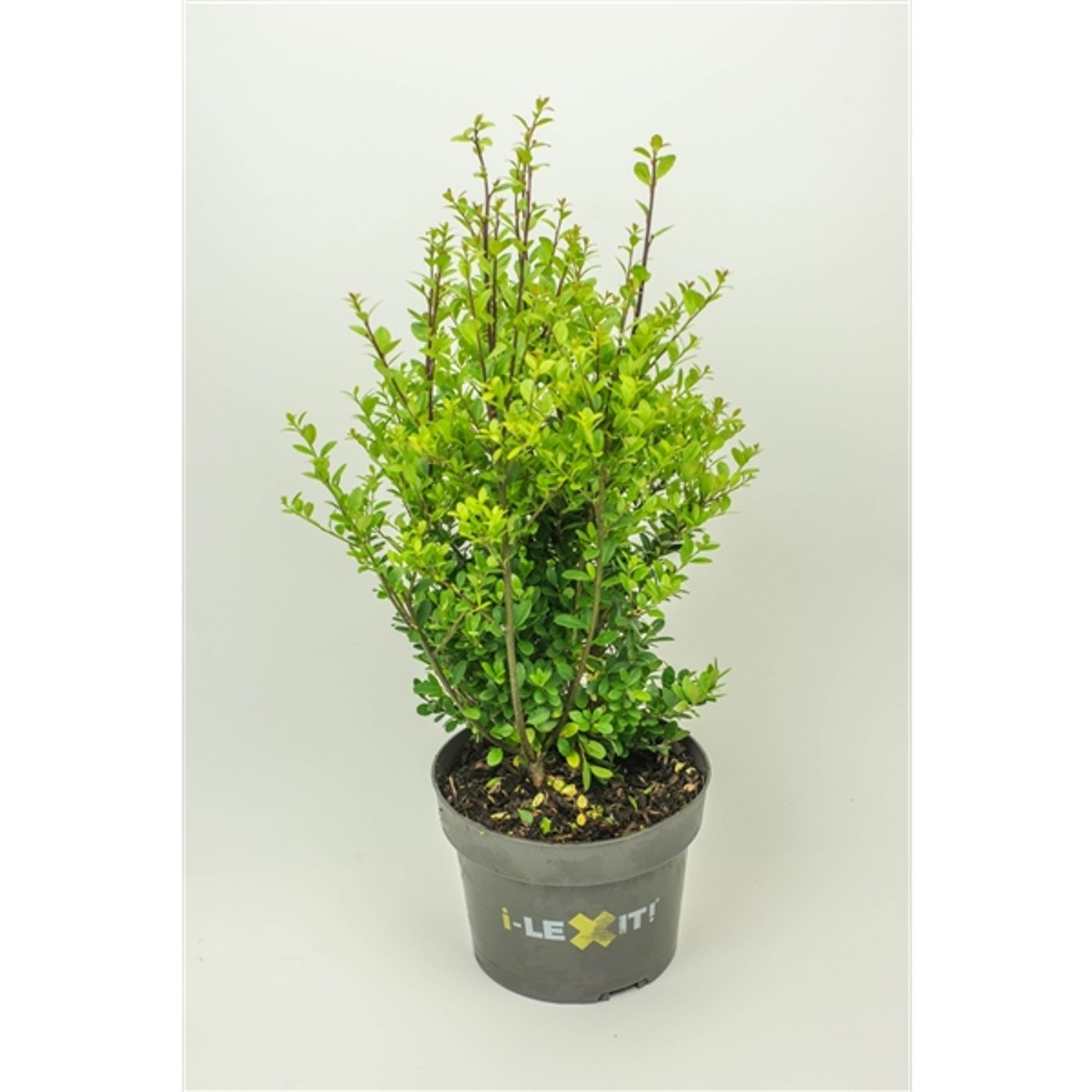 Ilex crenata 'Dark Green'® - C3 30-40 CM